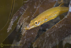 Fifteen spined stickleback. North Wales. D200, 60mm. by Derek Haslam 
